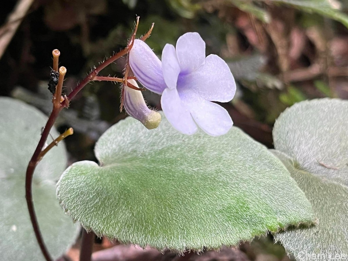 Henckelia zeylanica (R.Br.) A.Weber & B.L.Burtt